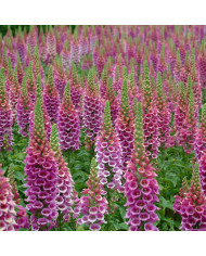 Digitale purpurea Excelsior Mix