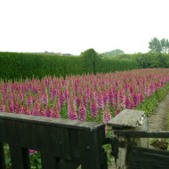Digitale Candy Mountain Rose