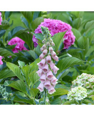 Digitale purpurea Excelsior Mix