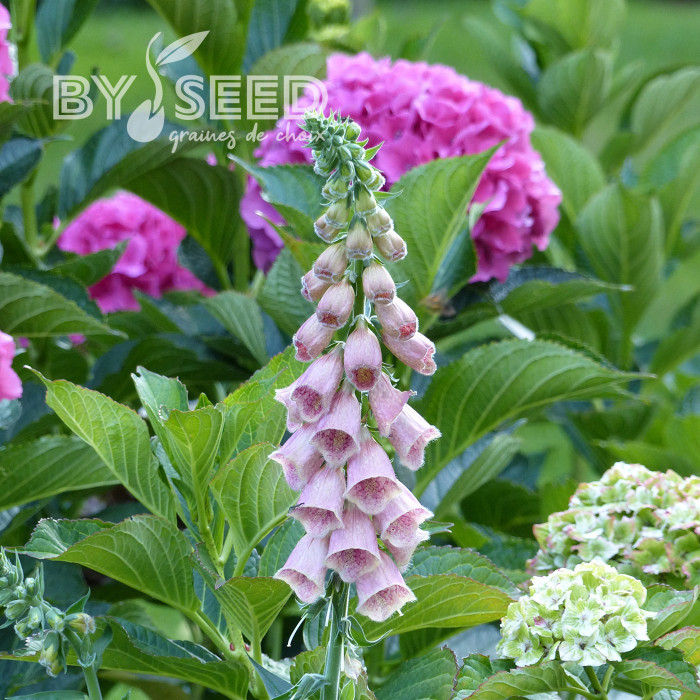 Digitale mertonensis Summer King