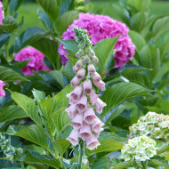 Digitale mertonensis Summer King