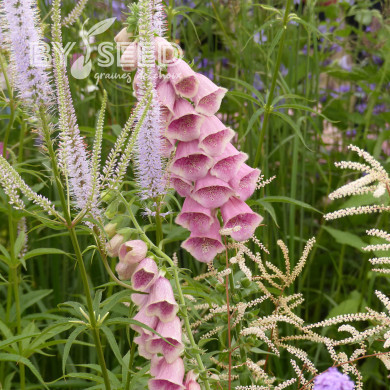 Digitale mertonensis Summer King