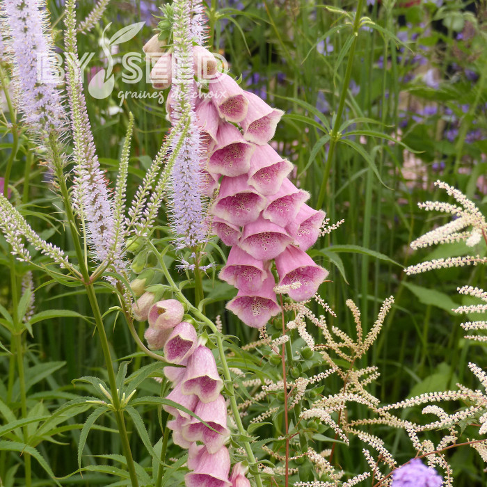 Digitale mertonensis Summer King