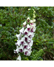 Digitale purpurea Alba