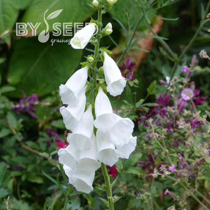 Digitale purpurea Alba