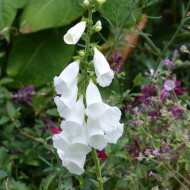 Digitale purpurea Alba