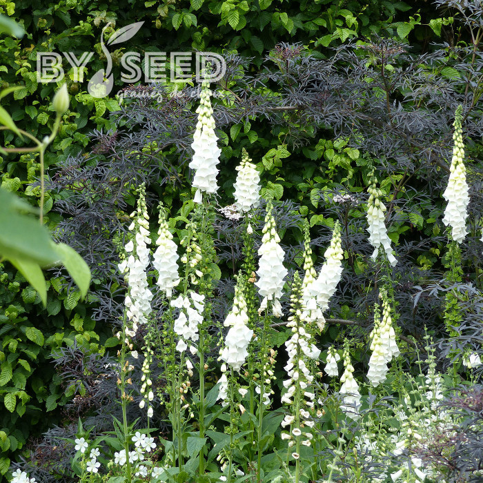 Digitale purpurea Alba