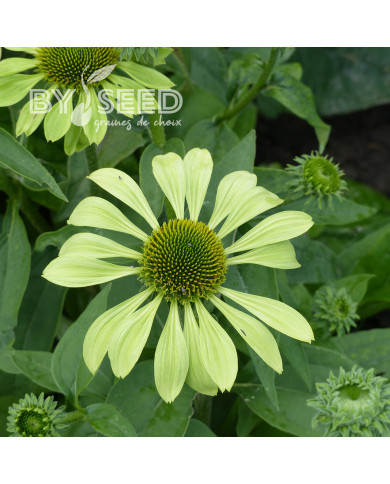 Echinacea Alan's Pride
