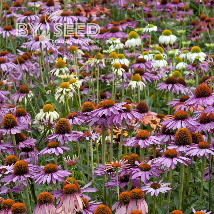Echinacea Paradiso Tall Mix