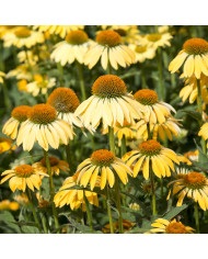 Echinacea paradoxa