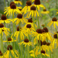 Echinacea paradoxa