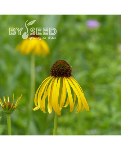 Echinacea paradoxa