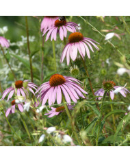 Echinacea paradoxa