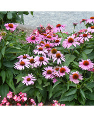 Echinacea purpurea Bravado