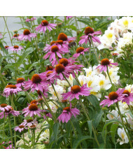 Echinacea purpurea Paradiso Super-Duper