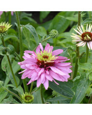 Echinacea purpurea Magnus