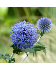 Echinops ritro Boule azurée