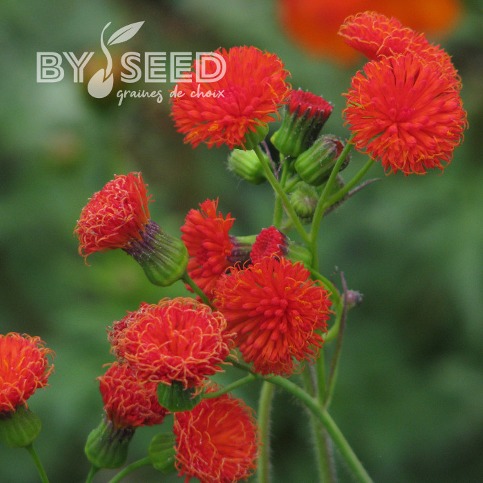 Emilia coccinea