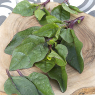 Epinard de Malabar Select Red