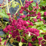 Epinard fraise - Chenopodium foliosum