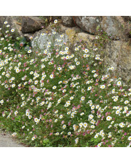 Emilia coccinea