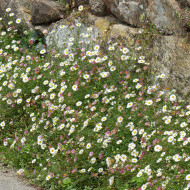 Erigeron karvinskianus
