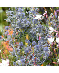 Eryngium planum Blue Glitter