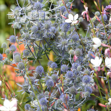 Eryngium planum - Panicaut