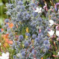 Eryngium planum - Panicaut