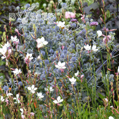 Eryngium planum - Panicaut