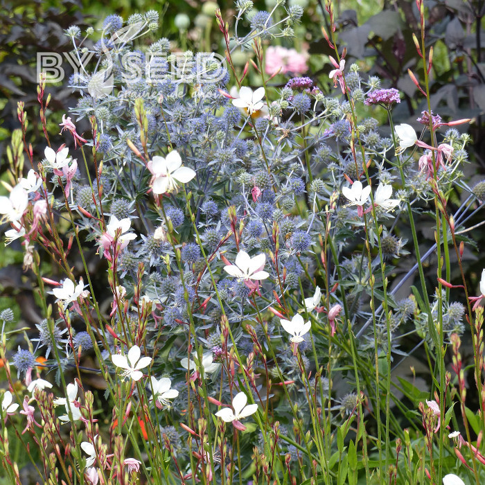 Eryngium planum - Panicaut