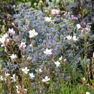 Eryngium planum - Panicaut