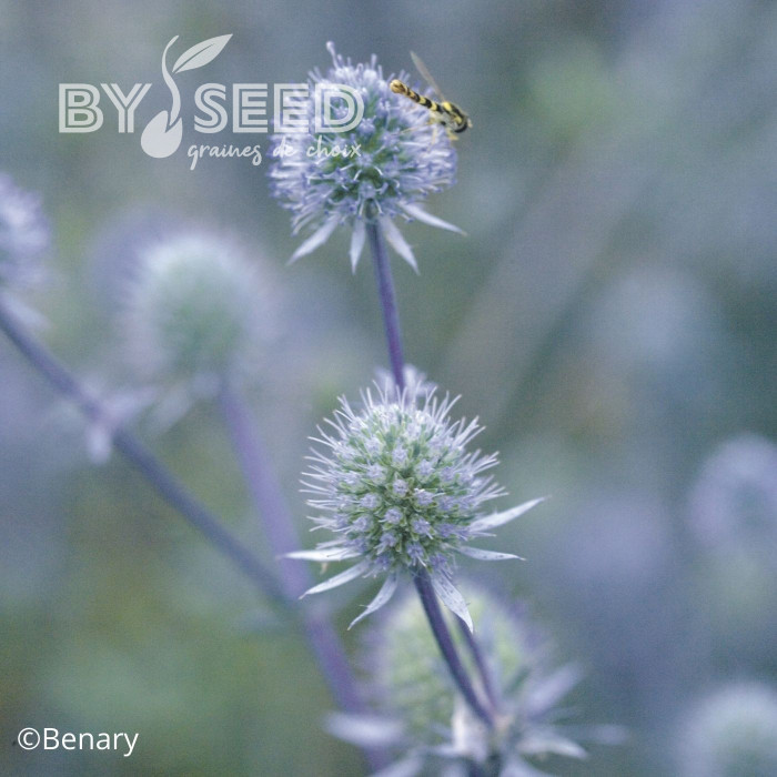 Eryngium planum Blue Glitter