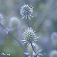 Eryngium planum Blue Glitter