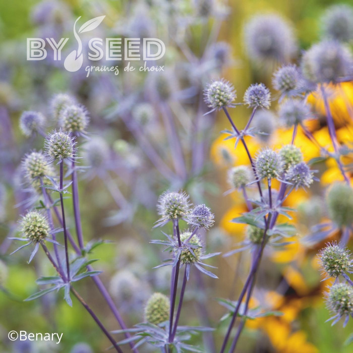Eryngium planum Blue Glitter