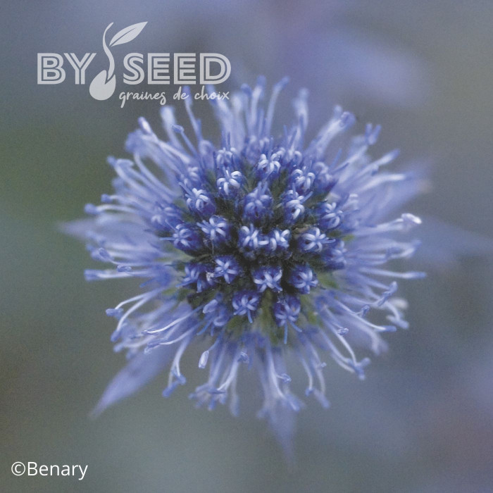 Eryngium planum Blue Glitter