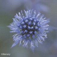 Eryngium planum Blue Glitter
