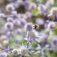 Eryngium planum Blue Glitter