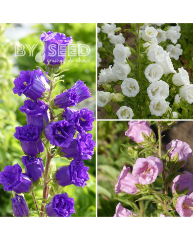 Campanule medium Double Mix