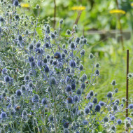 Eryngium planum Blue Glitter