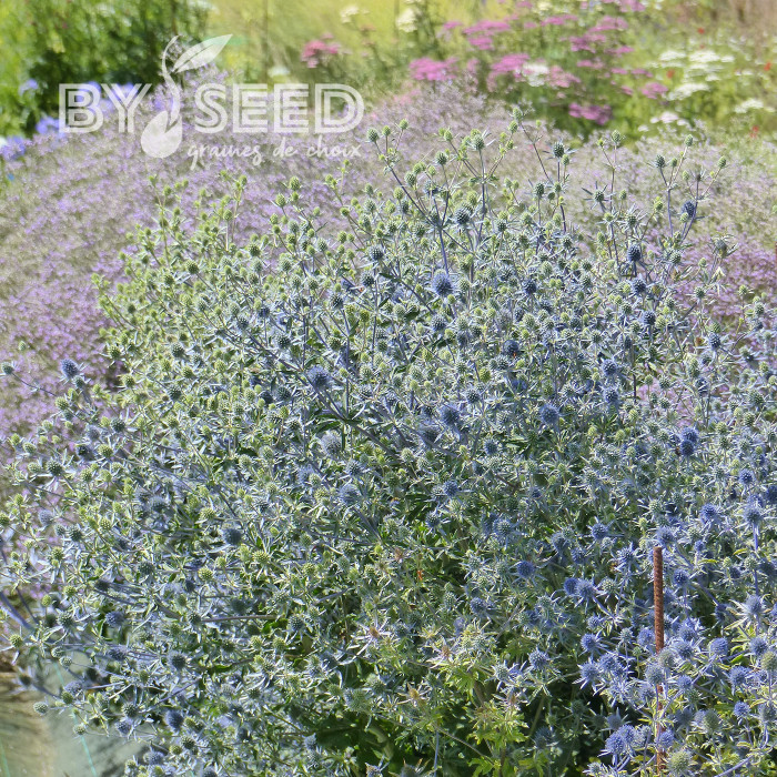 Eryngium planum Blue Glitter