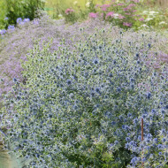 Eryngium planum Blue Glitter