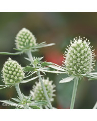 Eryngium planum Blue Glitter