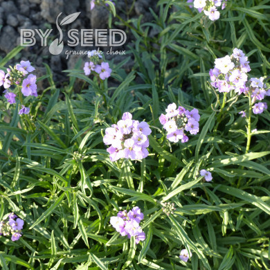 Erysimum linifolium Little Kiss lilac