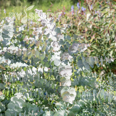Eucalyptus cinerea Silver Dollar