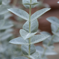 Eucalyptus latens Moon Lagoon