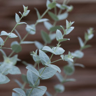 Eucalyptus latens Moon Lagoon