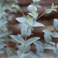 Eucalyptus latens Moon Lagoon
