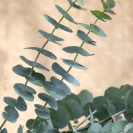 Eucalyptus pulverulenta Baby Blue Spiral