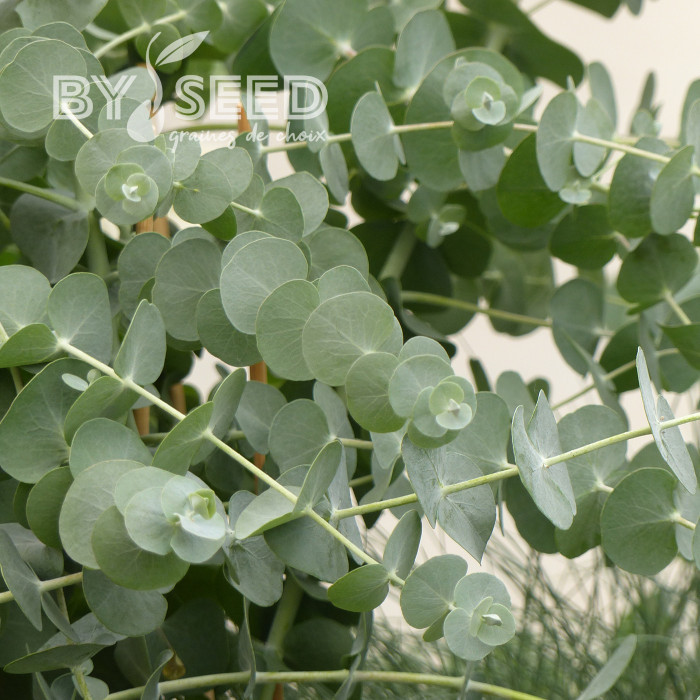Eucalyptus pulverulenta Baby Blue Spiral